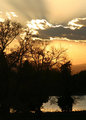 Trees at Sunset