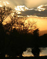 Trees at Sunset
