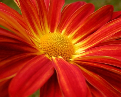 Red Flower