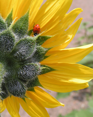 Ladybug and Sunflower
