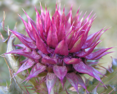 Thistle