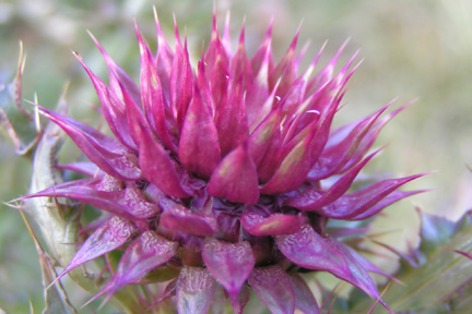 Thistle