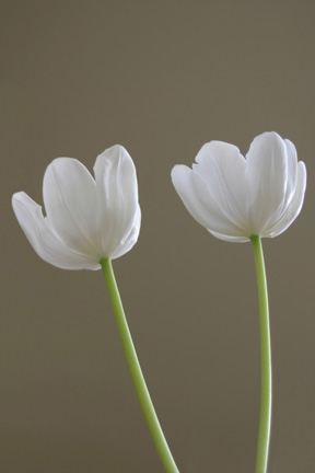 White Tulips
