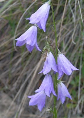 Bluebells