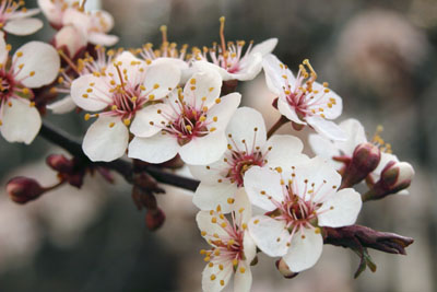 Cherry Blossoms