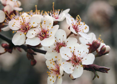 Cherry Blossoms
