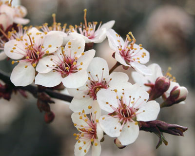 Cherry Blossoms