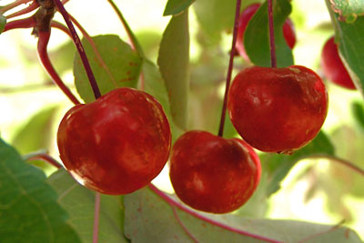 Crabapples