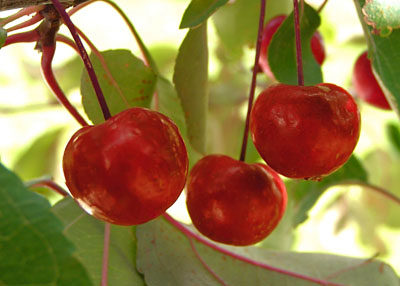 Crabapples