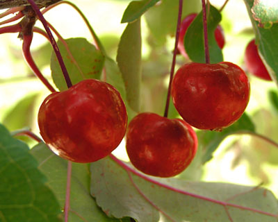 Crabapples