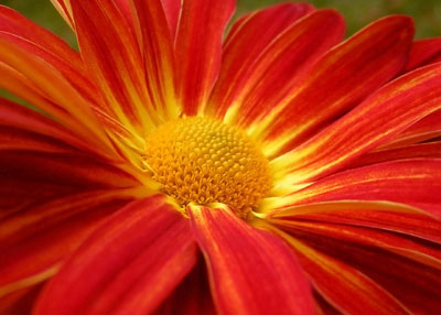 Red Flower