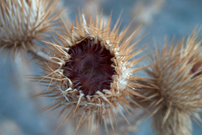 Seed