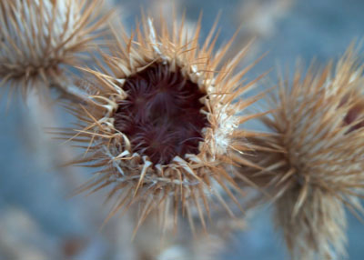 Seed