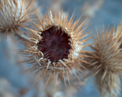 Seed