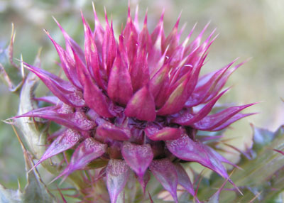 Thistle
