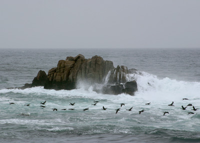 Asilomar State Beach