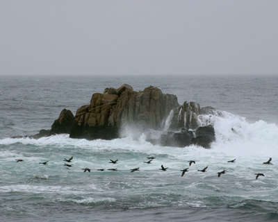 Asilomar State Beach