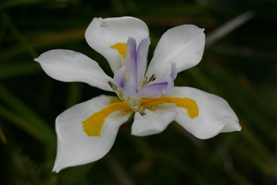 Iris