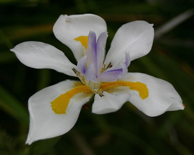 Iris