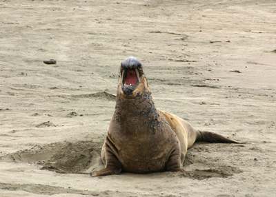 Elephant Seal