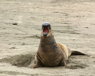 Elephant Seal