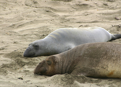Dr. Seuss Seals