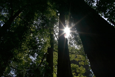 Redwood Sun
