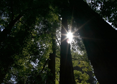 Redwood Sun