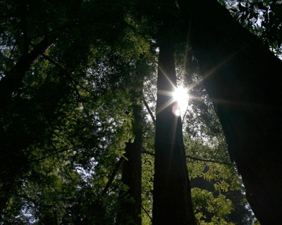 Redwood Sun