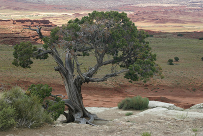 Utah Tree