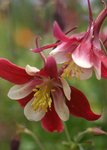 Columbines