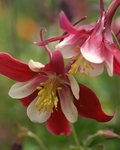 Columbines