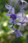 Purple Flowers