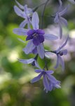 Purple Flowers
