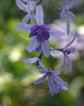Purple Flowers