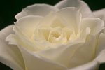 White Rose