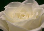 White Rose