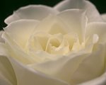 White Rose