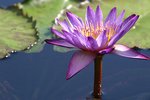 Water Lily
