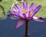 Water Lily