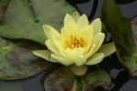 Water Lily