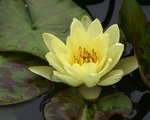Water Lily