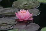 Water Lily