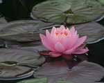 Water Lily