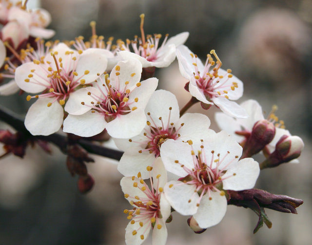 Cherry Blossoms