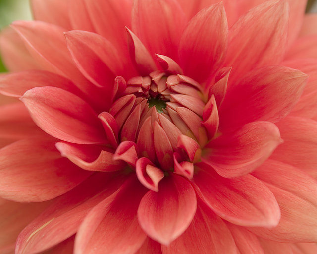 Dahlia