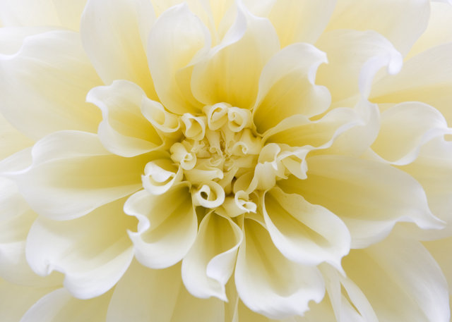 Dahlia