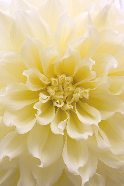 Dahlia
