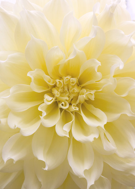 Dahlia