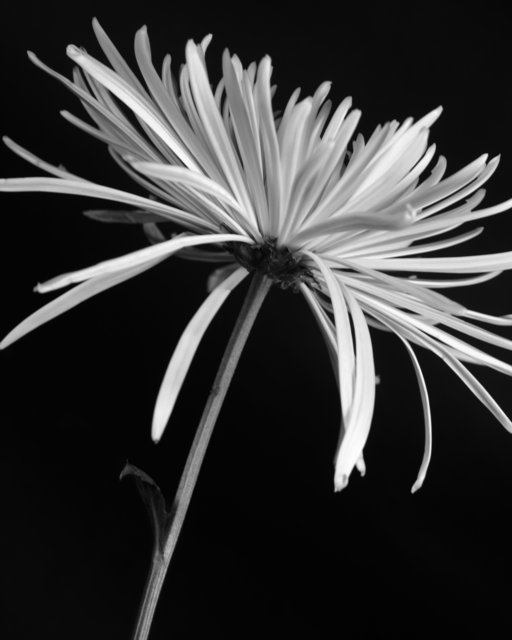 Chrysanthemum